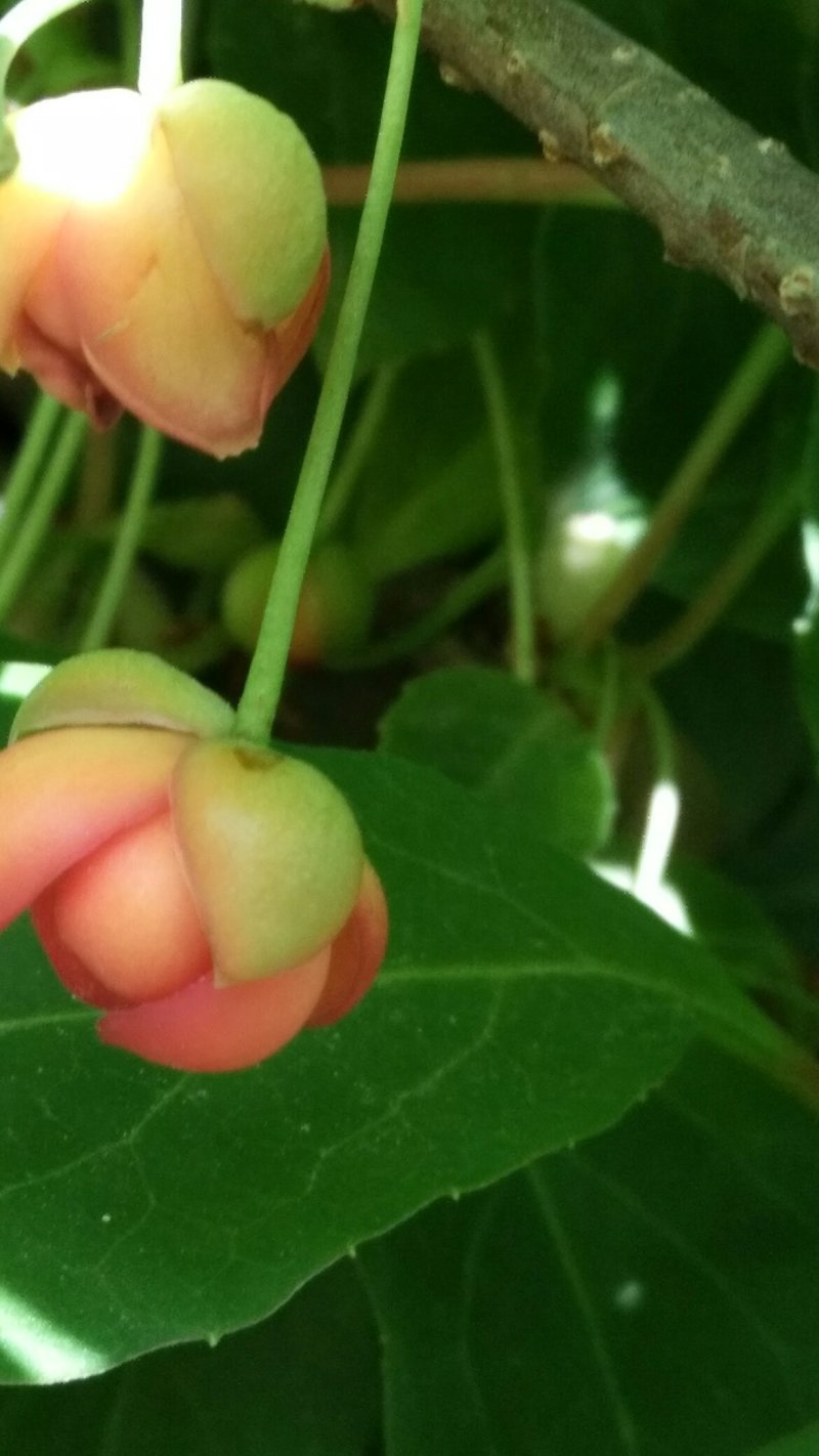 五味子精品苗供应，八年苗，已经开花结果