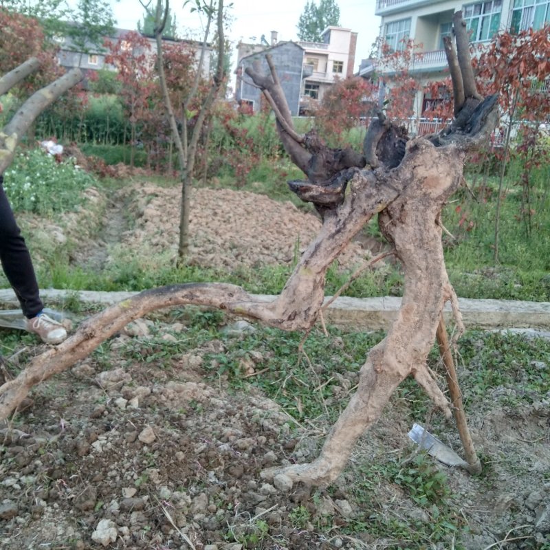 十分以上的金弹子树奘包成活