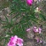 芍药花