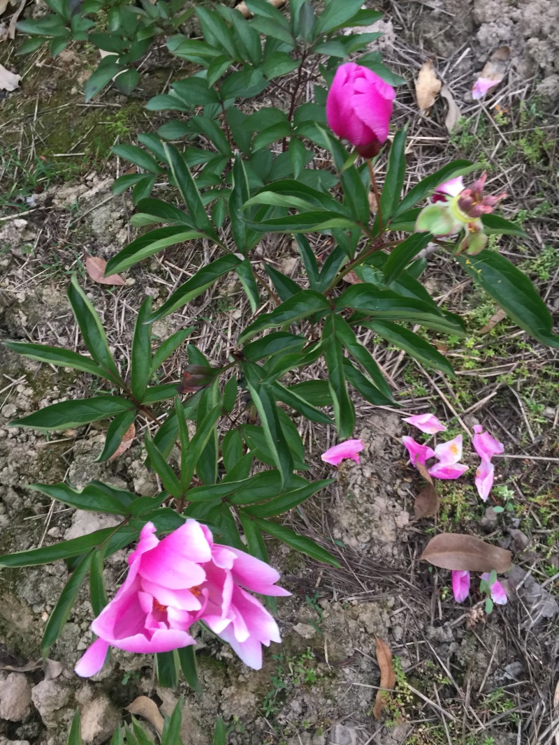 芍药花