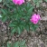 芍药花