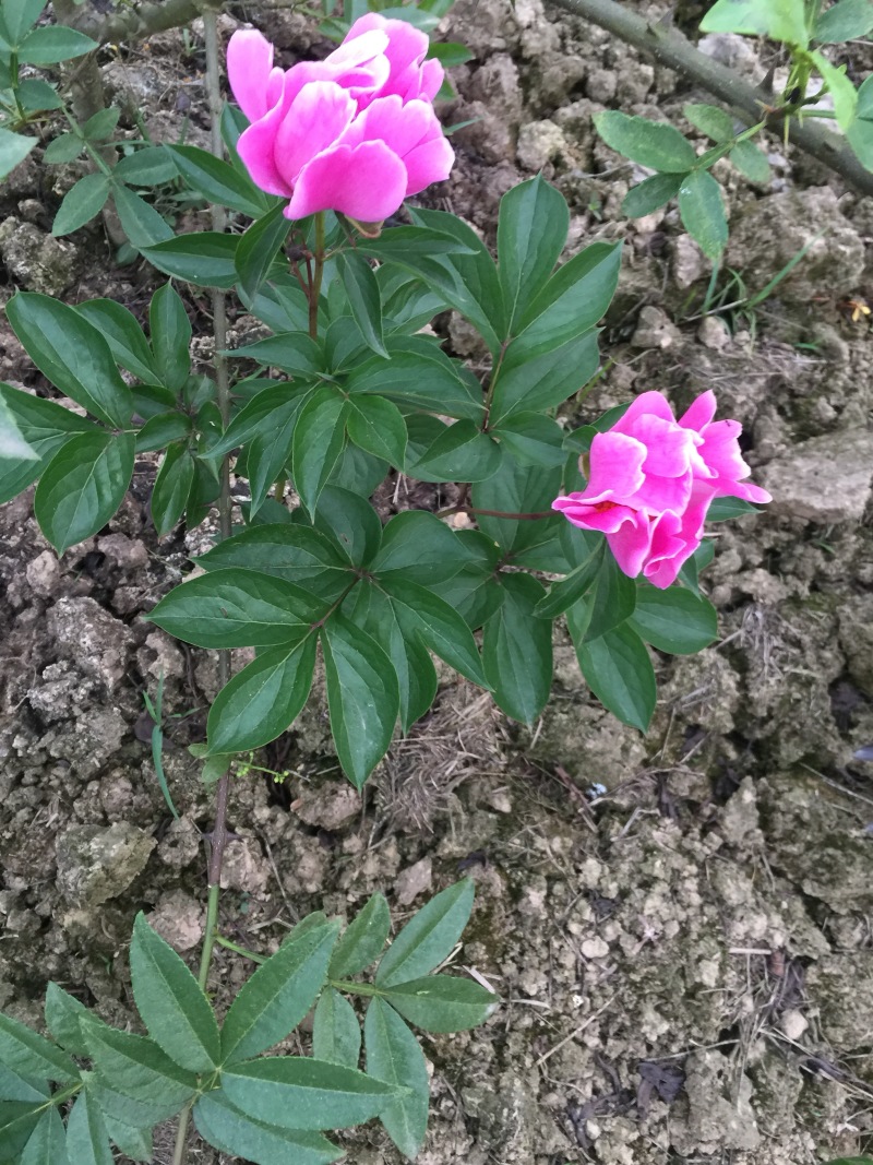 芍药花