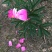 芍药花