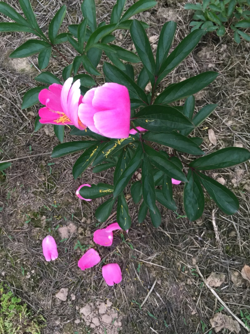 芍药花