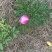 芍药花