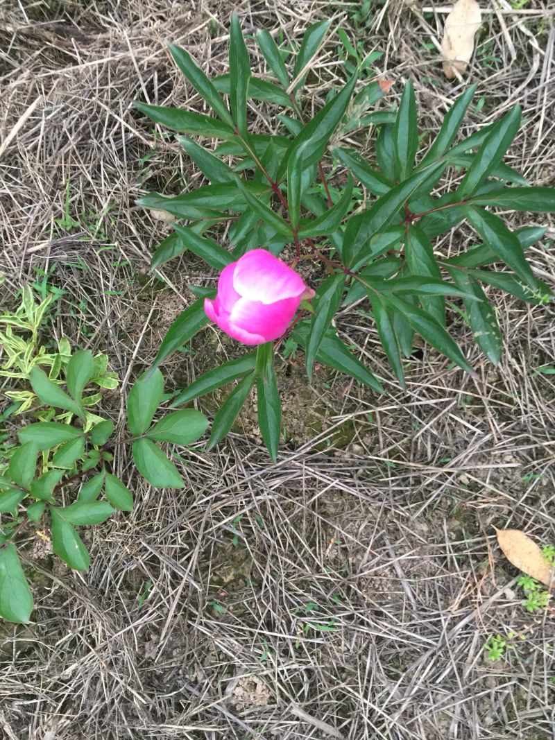 芍药花