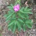芍药花