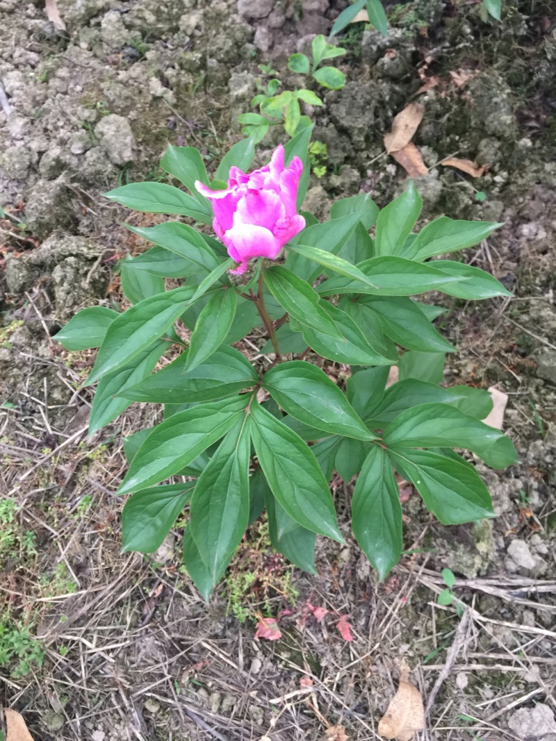 芍药花