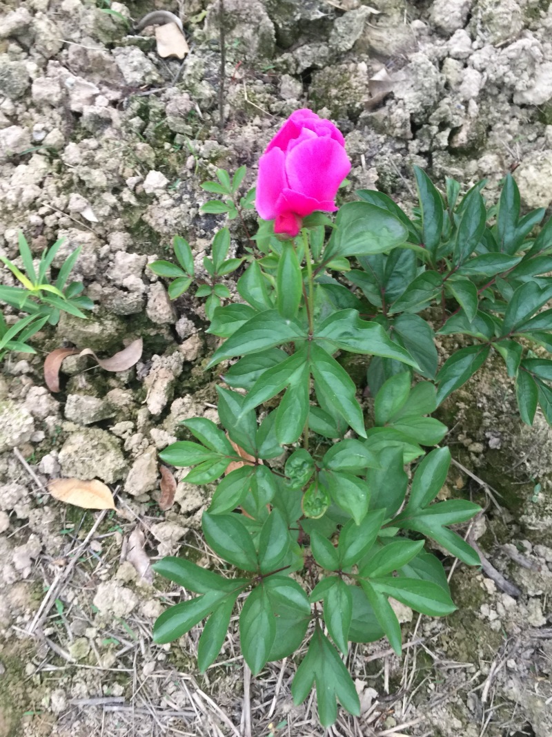 芍药花