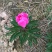 芍药花