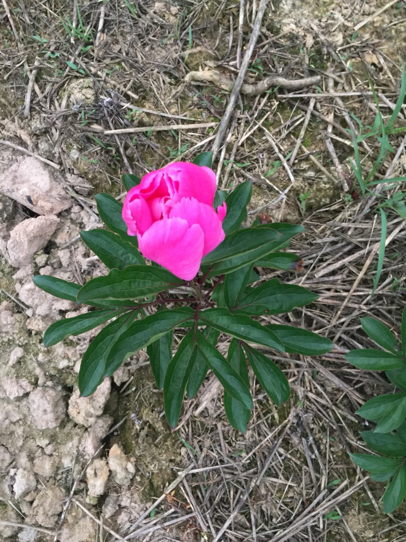 芍药花