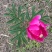 芍药花
