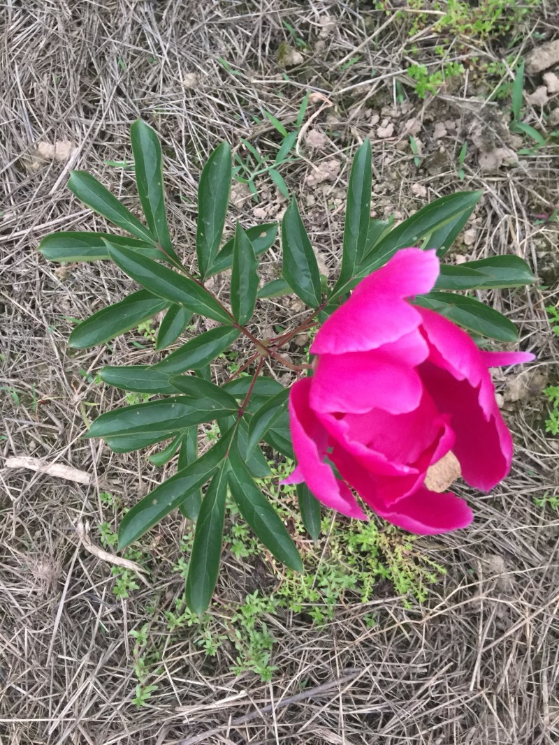 芍药花