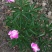 芍药花