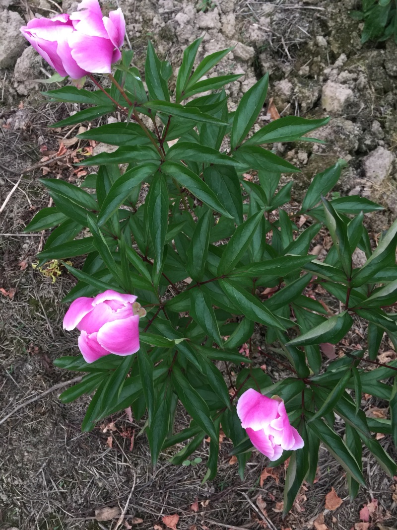 芍药花