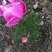 芍药花