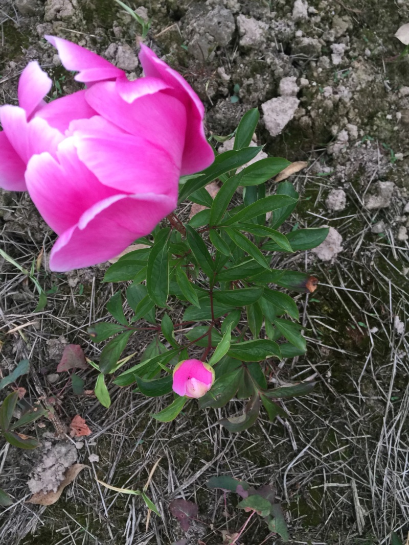 芍药花