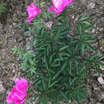 芍药花