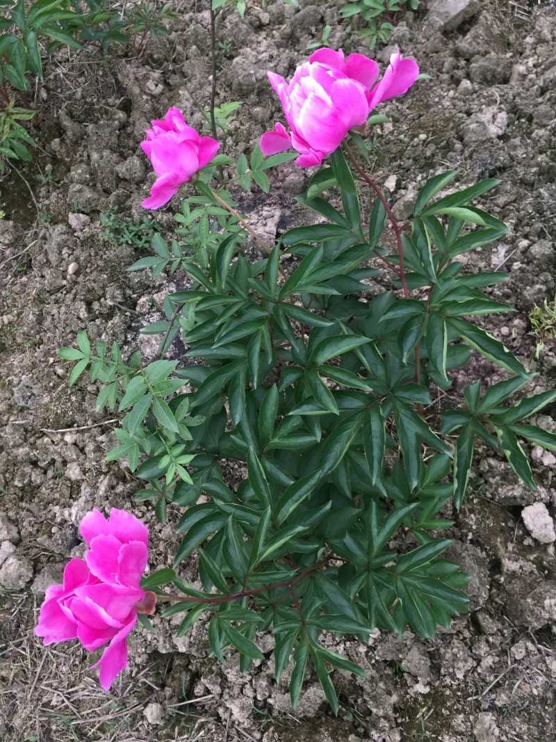 芍药花
