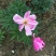 芍药花
