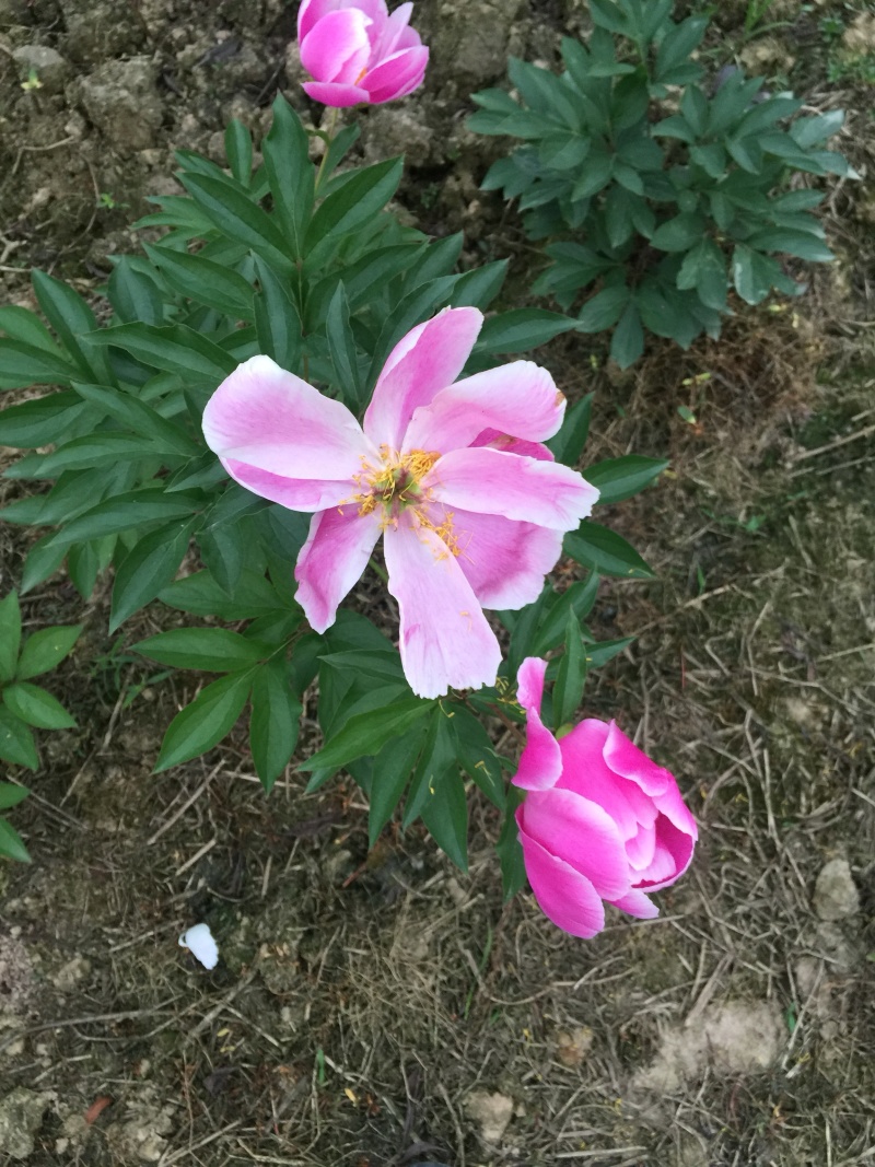 芍药花