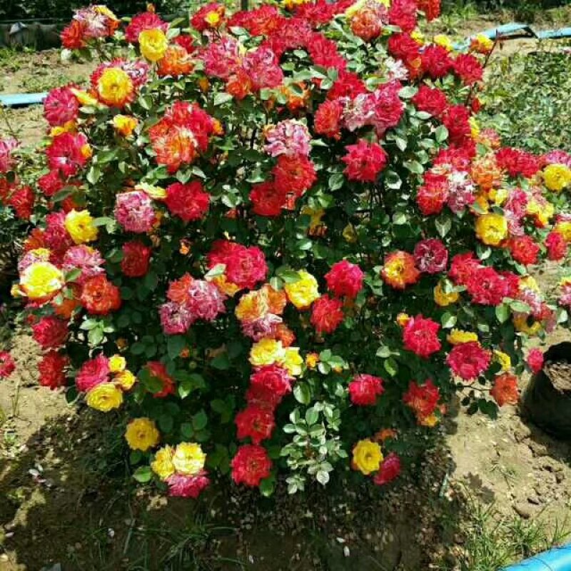 花球，花柱，花瓶，花心，花墙，花束，各种动物造型