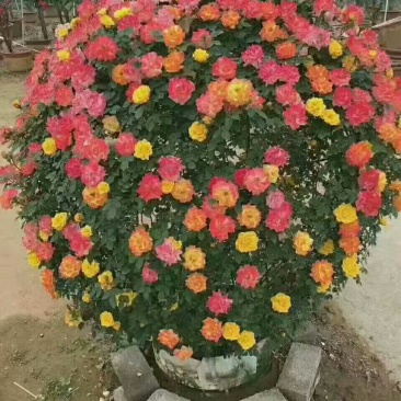 花球，花柱，花瓶，花心，花墙，花束，各种动物造型