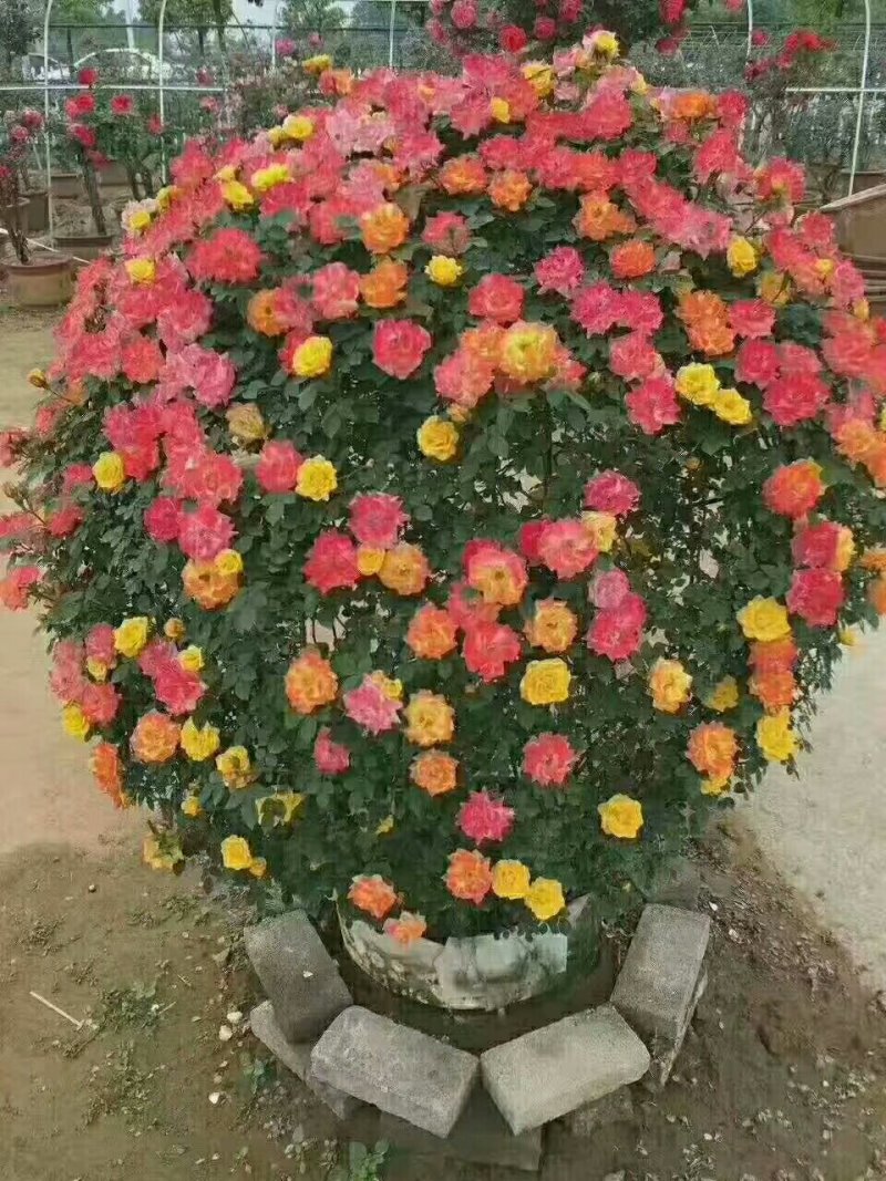 花球，花柱，花瓶，花心，花墙，花束，各种动物造型
