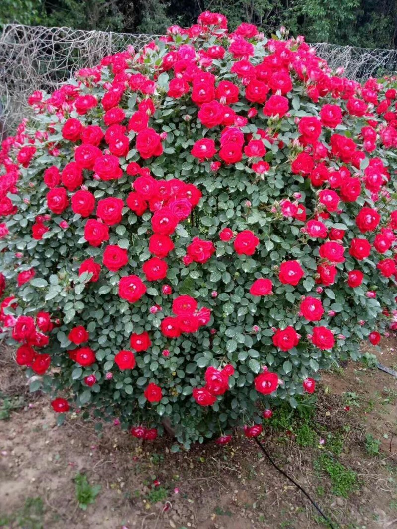花球，花柱，花瓶，花心，花墙，花束，各种动物造型