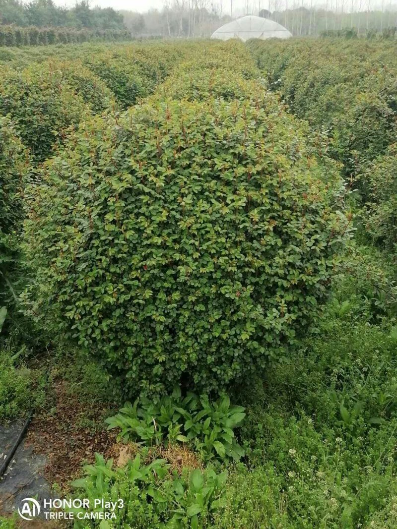 花球，花柱，花瓶，花心，花墙，花束，各种动物造型