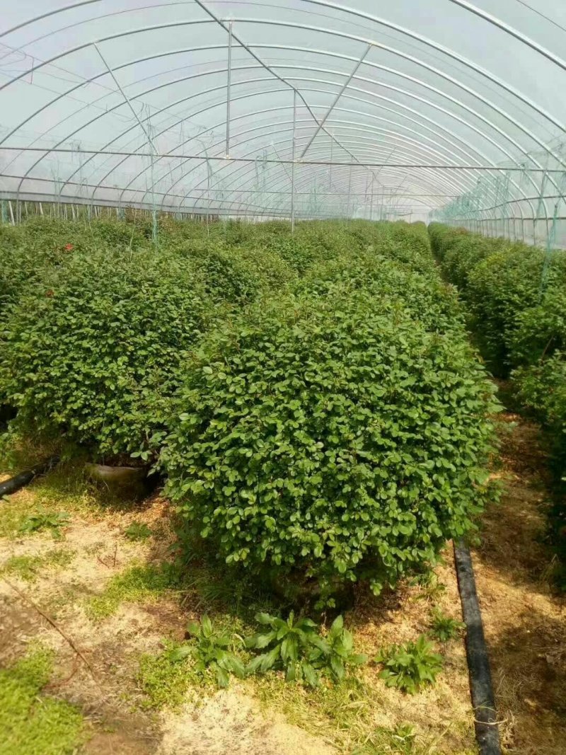 花球，花柱，花瓶，花心，花墙，花束，各种动物造型