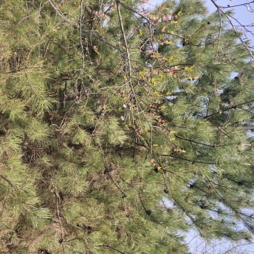 油松，出售：各种工程苗，占地苗，需要的老板和我联系，
