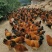 钦州北区玉米阉鸡，皮黄肉质结实