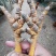 钦州北区玉米阉鸡，皮黄肉质结实