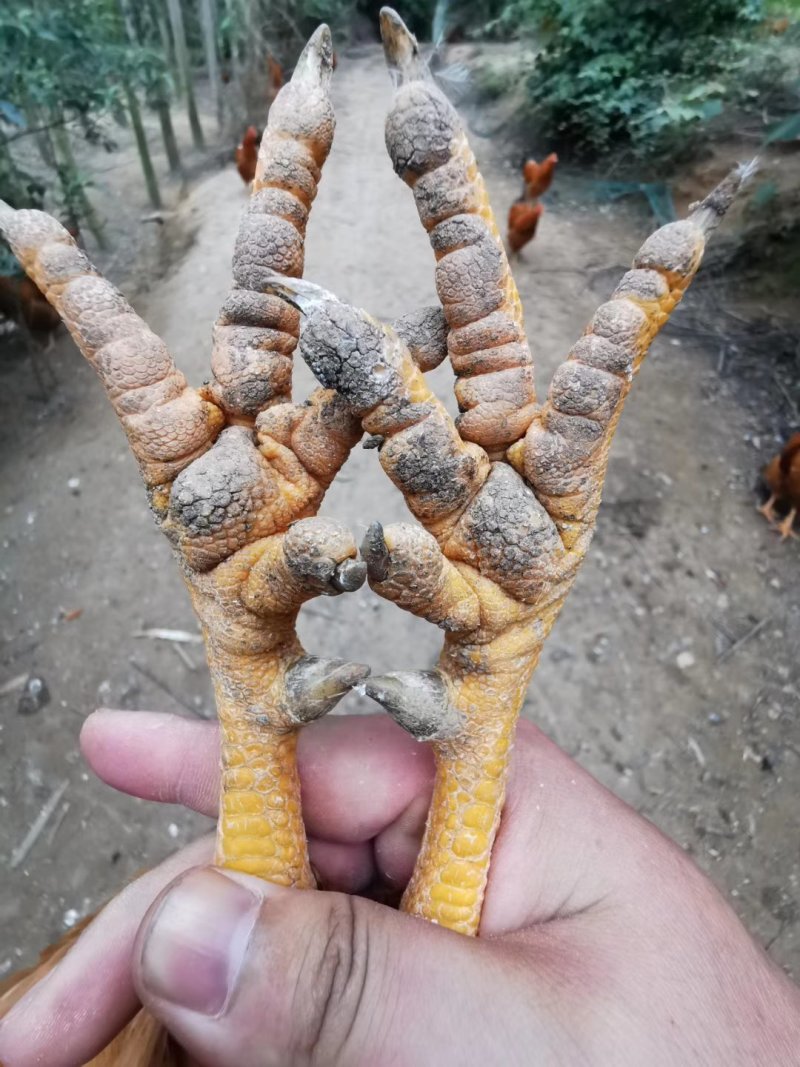 钦州北区玉米阉鸡，皮黄肉质结实