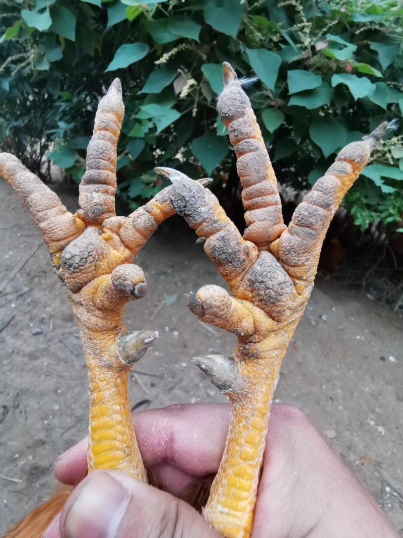 钦州北区玉米阉鸡，皮黄肉质结实