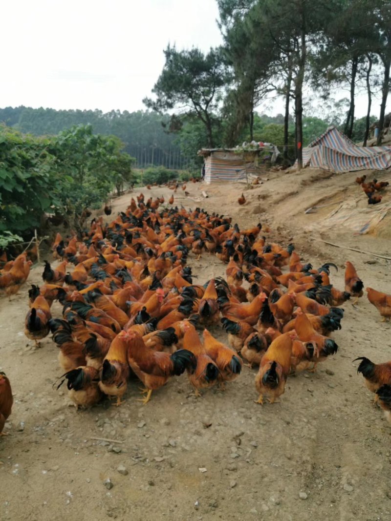 钦州北区玉米阉鸡，皮黄肉质结实