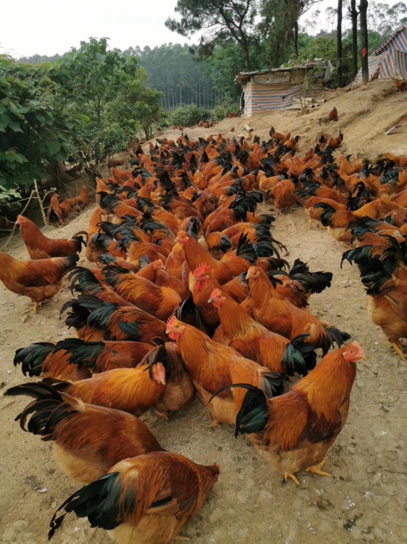 钦州北区玉米阉鸡，皮黄肉质结实