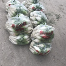各类蔬菜