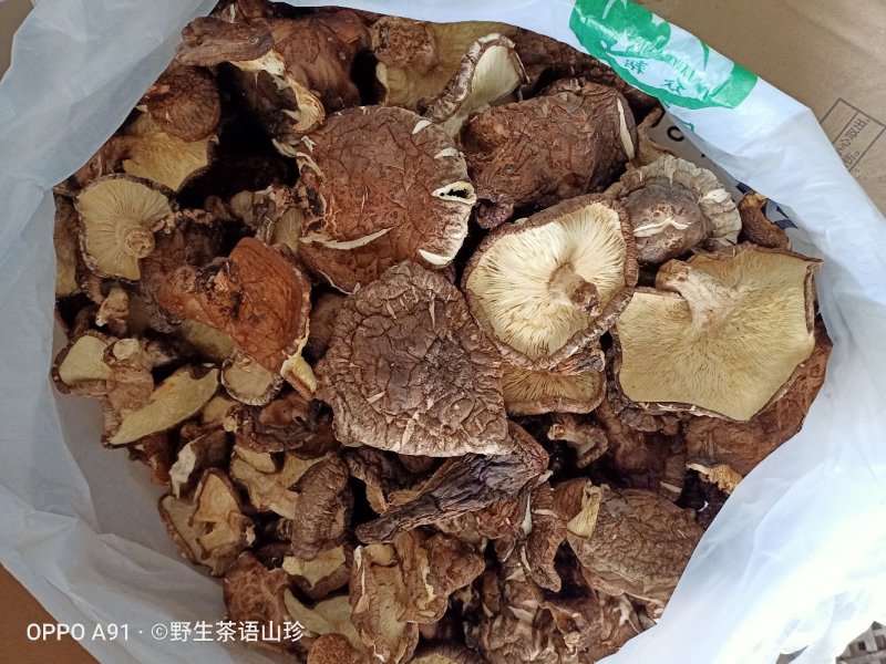 今年新货上市的桦梨树小花菇香菇椴木肉菇，新鲜干货