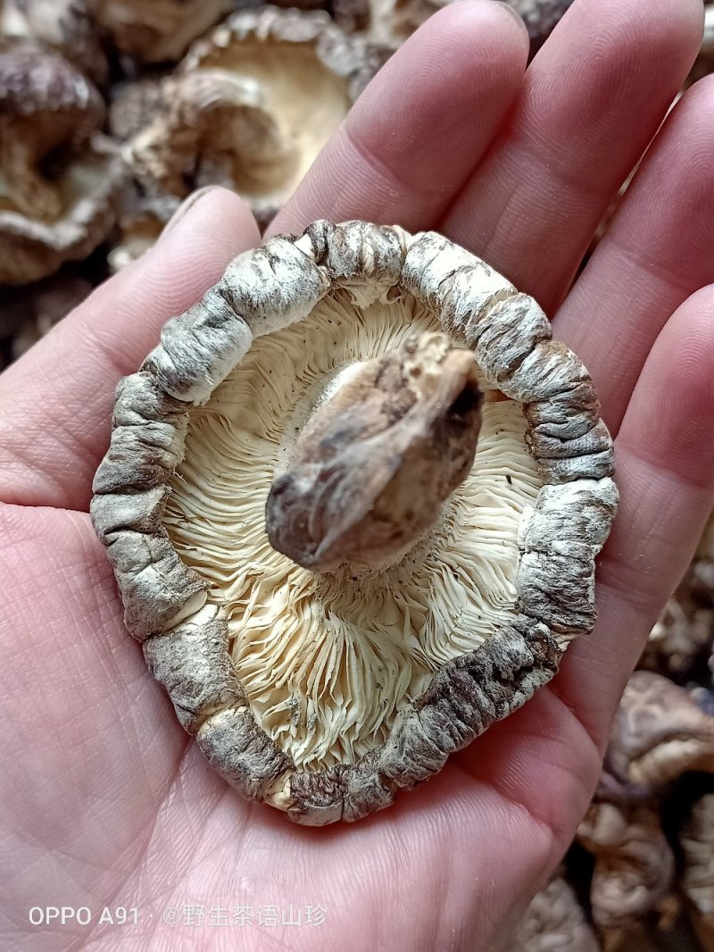今年新货上市的桦梨树小花菇香菇椴木肉菇，新鲜干货