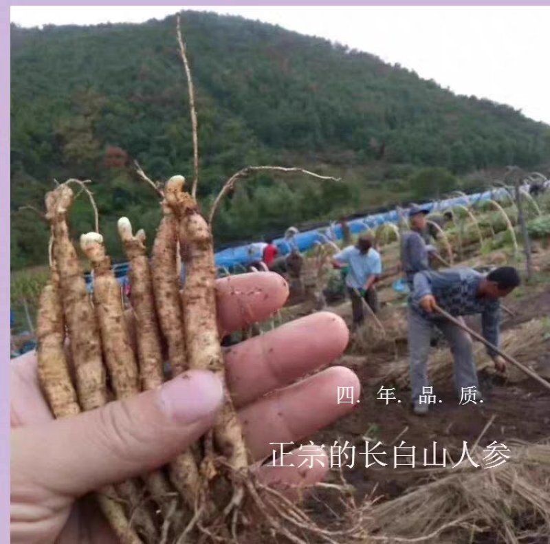 产地直供东北人参带土鲜人参现挖现卖一元一支
