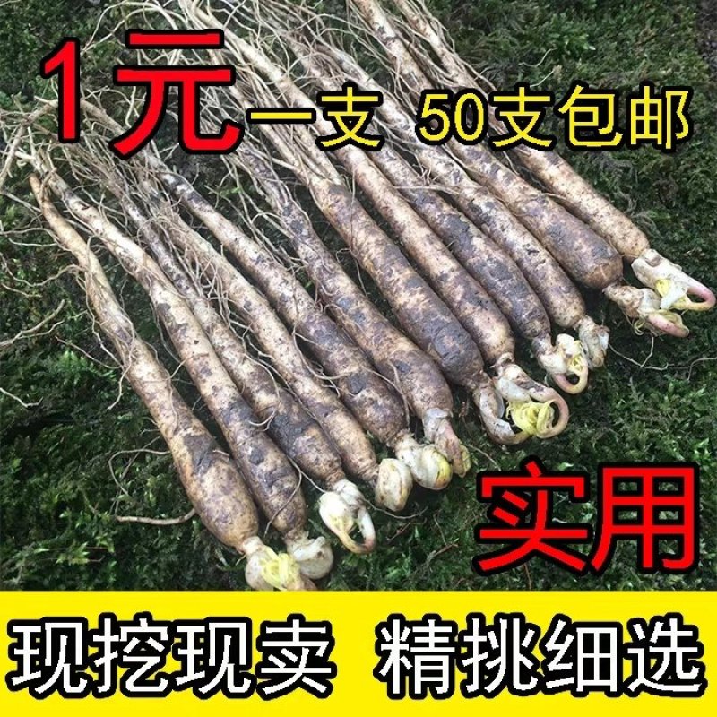产地直供东北人参带土鲜人参现挖现卖一元一支