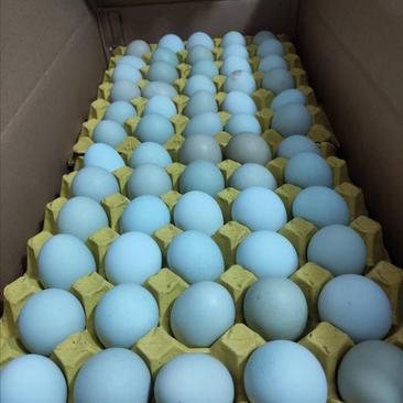 绿壳鸡蛋纯绿土鸡蛋乌鸡蛋农家喂养自产供量大价优