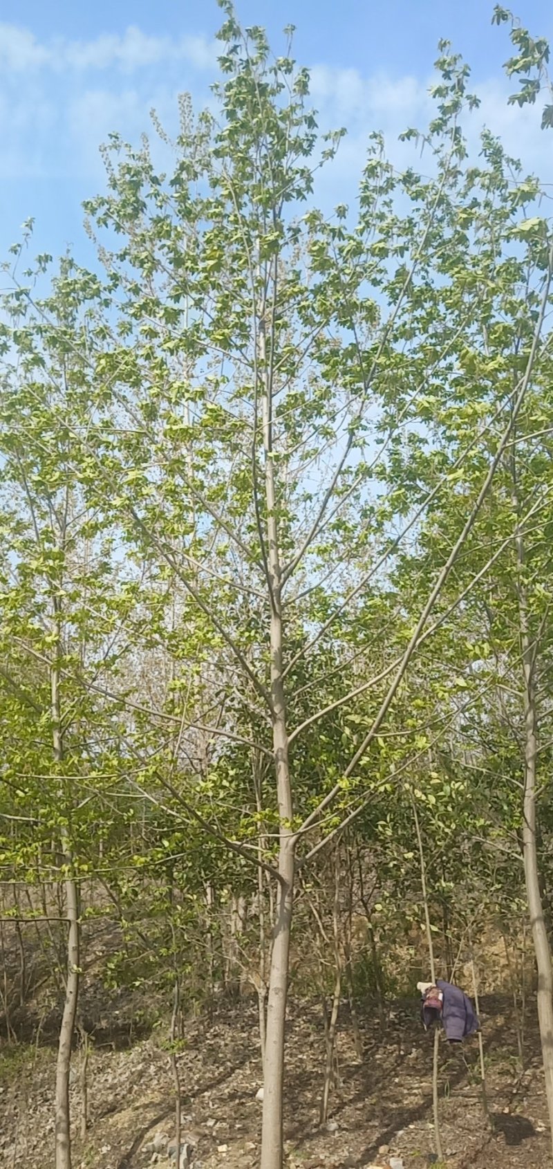 枫杨苗乌桕苗量大
