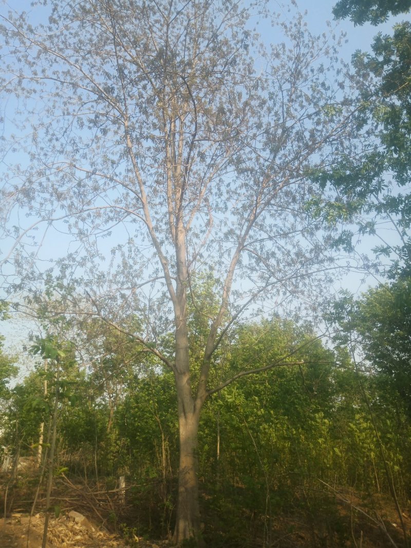 枫杨苗乌桕苗量大