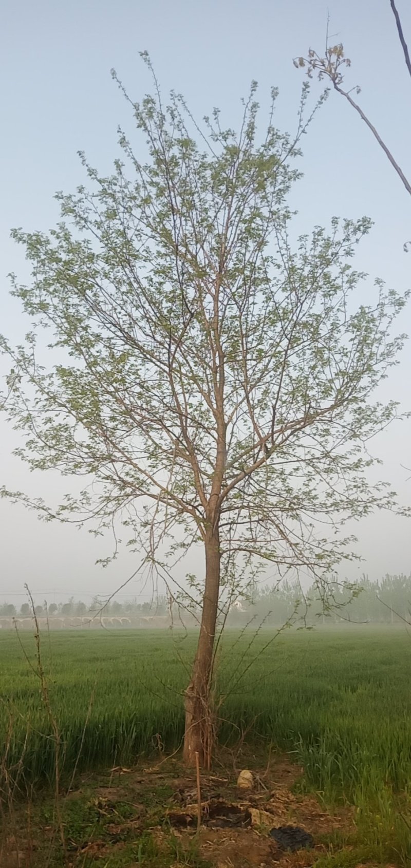 枫杨苗乌桕苗量大