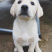 拉布拉多幼犬