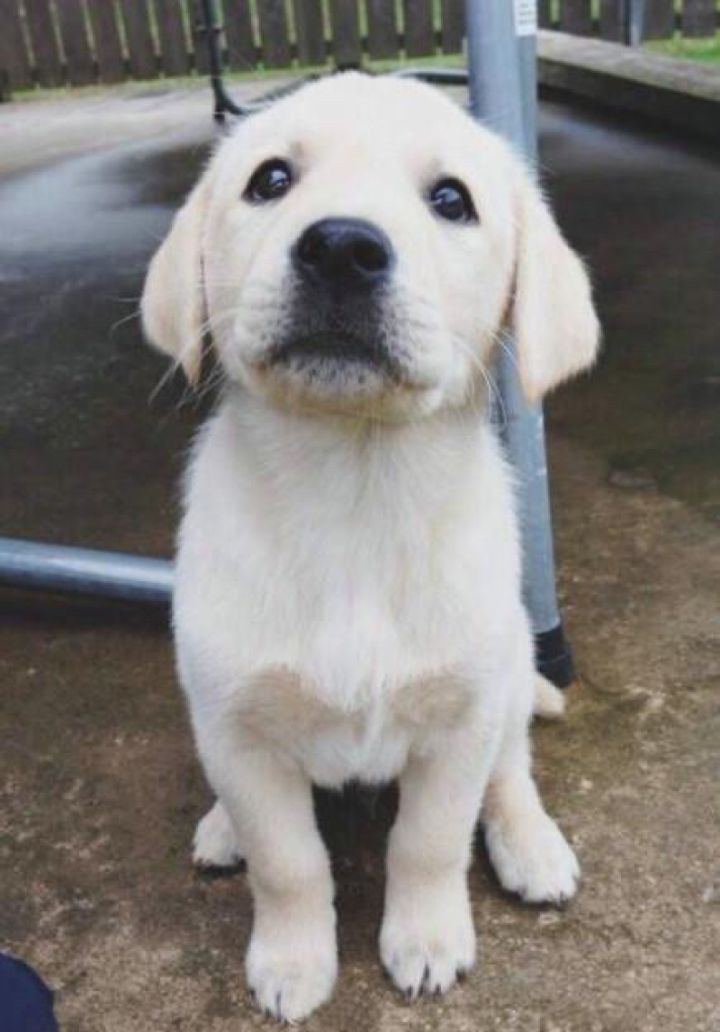 拉布拉多幼犬