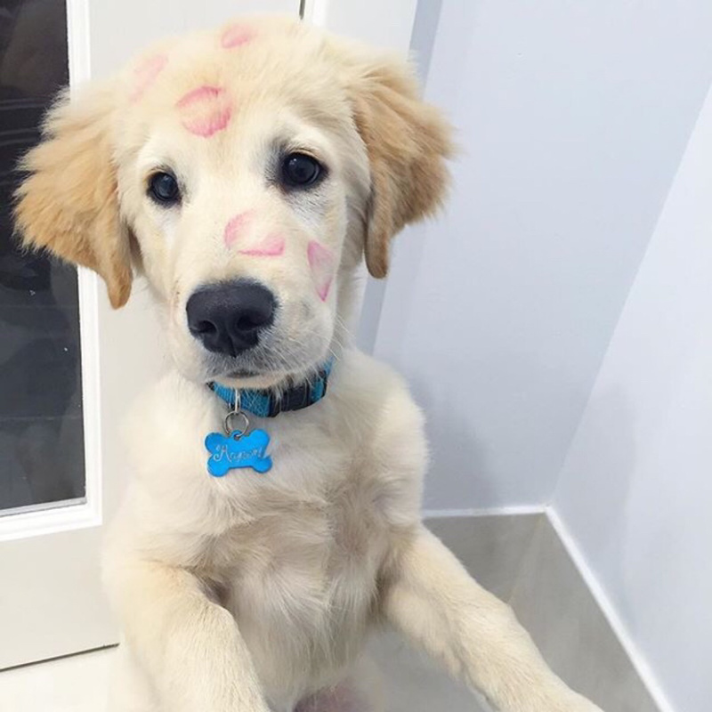 拉布拉多幼犬